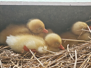 Fuzzy duck duckling resting in straw nest with soft yellow feathers and gentle expressions creating peaceful rural farm scene © jpstudio