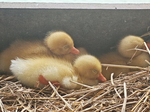 Fuzzy duck duckling resting in straw nest with soft yellow feathers and gentle expressions creating peaceful rural farm scene