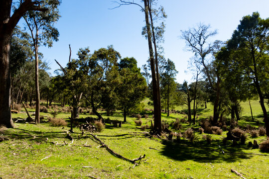 Forest clearing with tall trees and green grass in Creswick Victoria Australia