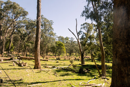 Australian eucalyptus forest landscape with scattered fallen branches on green grassy ground under a clear blue sky