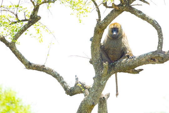 Olive baboon male on a tree branch in Western Serengeti. Serengeti National Park, Tanzania, Africa.