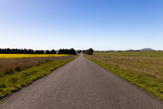 Rural asphalt road through yellow canola fields and green pastures under a clear blue sky in Victoria Australia