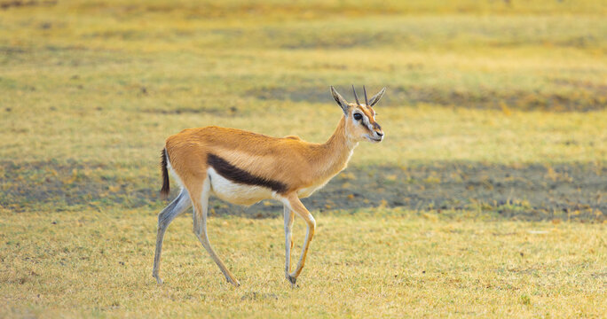 Thomson's gazelle female. Ngorongoro Crater, Tanzania, Africa.