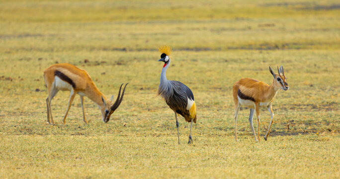 Thomson's gazelle and grey crowned crane. Ngorongoro Crater, Tanzania, Africa.