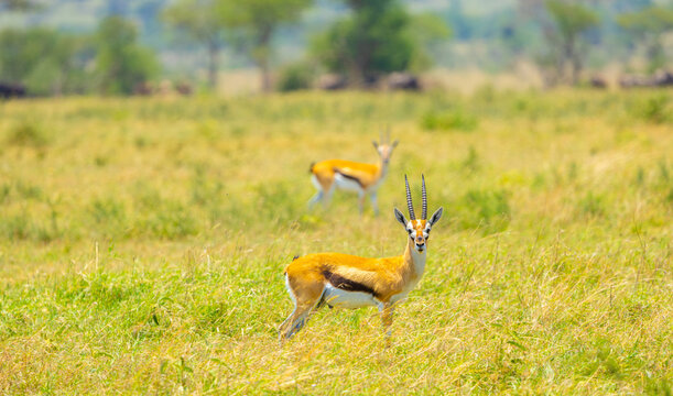 Thomson's gazelle males. Ngorongoro Crater, Tanzania, Africa.