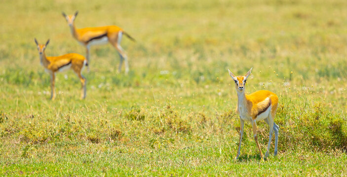 Thomson's gazelle females. Ngorongoro Crater, Tanzania, Africa.