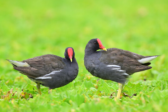 common moorhen standing together on floating weeds during their foraging, exotic grey bird with red hood