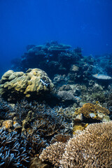 Vibrant tropical coral reef ecosystem with fish in deep blue ocean. © PIPE DIVE UNDERWATER