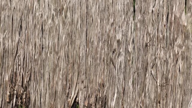 Raw natural jute fibers hanging outdoors to dry