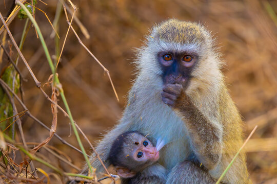 Vervet monkey female and baby. Lake Manyara National Park, Tanzania, Africa.