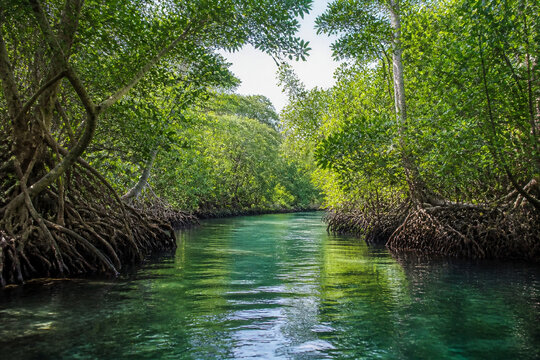 Winding mangrove river in tropical wetland