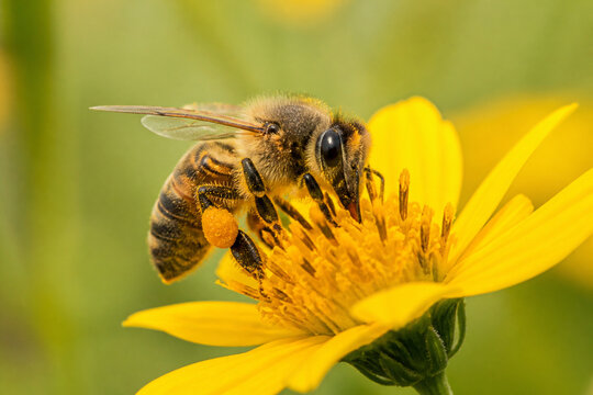 Honey bee collecting pollen from yellow wildflower