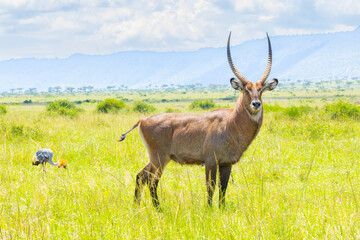 Male waterbuck antelope portrait. Masai Mara Game Reserve, Kenya, Africa. © Yan