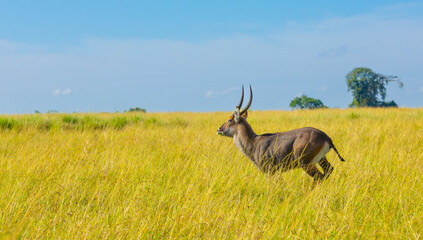 Male waterbuck antelope running. Masai Mara Game Reserve, Kenya, Africa. © Yan