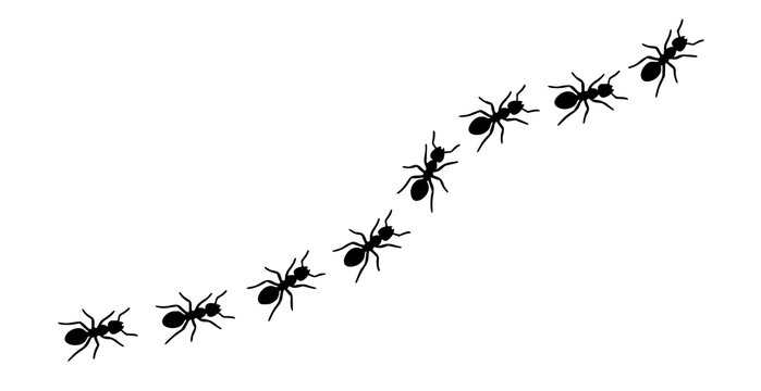 Black ants walking in a curved trail isolated on white background vector illustration