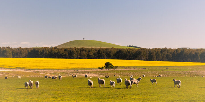 Sheep grazing in a vibrant yellow canola field with rolling green hills and a clear blue sky in Creswick Victoria Australia