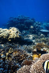 Vibrant tropical coral reef ecosystem with fish in deep blue ocean. © PIPE DIVE UNDERWATER
