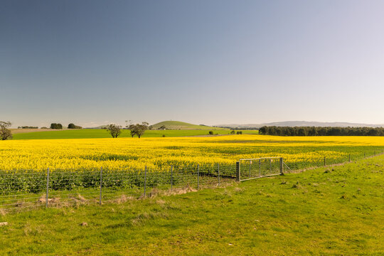 Golden Canola Field Under A Clear Blue Sky In Rural Victoria Australia