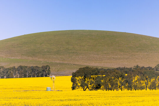 Australian rural landscape with canola fields and rolling green hills