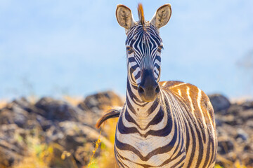 Plains zebra close-up portrait. Ngorongoro Crater, Tanzania, Africa. © Yan