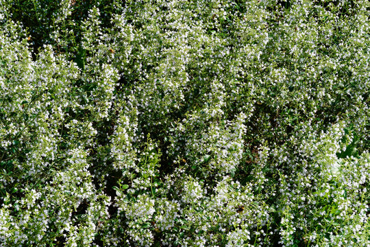 Touffe dense de calamintha nepeta ou calament n&eacute;p&eacute;ta, formant un coussin de petites fleurs &agrave; l&egrave;vres blanches sur tiges ramifi&eacute;es orn&eacute;es de feuilles velue vertes tr&egrave;s aromatiques
