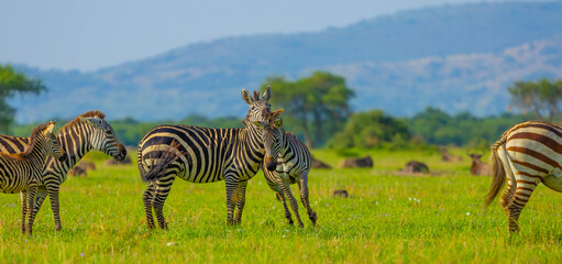 Plains zebra in Grumeti area of Western Serengeti. Serengeti National Park, Tanzania, Africa. © Yan