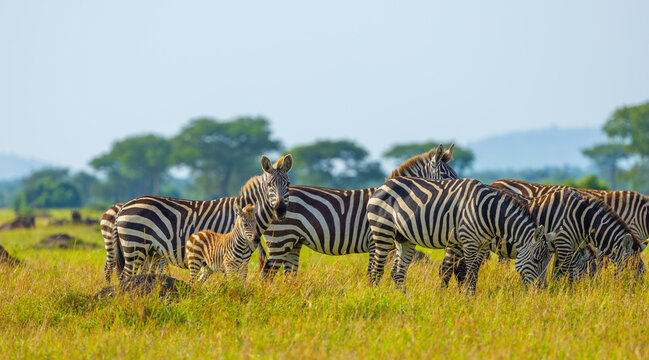 Plains zebra in Grumeti area of Western Serengeti. Serengeti National Park, Tanzania, Africa.