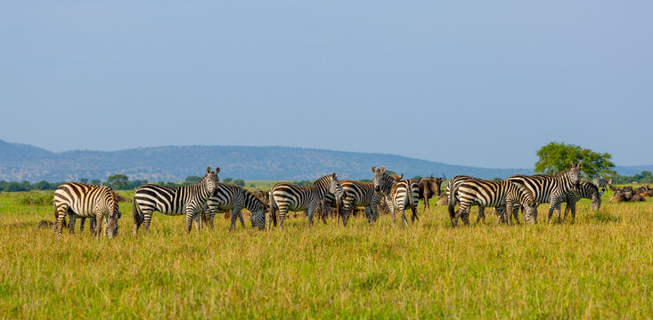 Plains zebra in Grumeti area of Western Serengeti. Serengeti National Park, Tanzania, Africa.