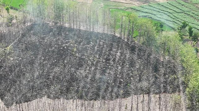 Aerial drone view of forest fire smoke rising from a burning patch in a dry teak woods next to lush green agricultural rice fields and a rural village.