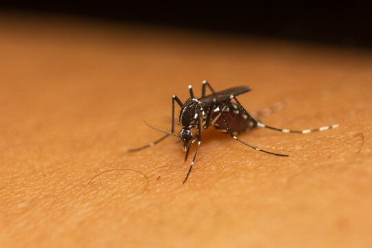 Close-up macro photography of a mosquito biting human skin, revealing intricate details of its body and legs