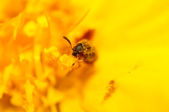 Tiny Bee Collecting Golden Pollen From Vibrant Yellow Petals in Extreme Macro Photography Detail