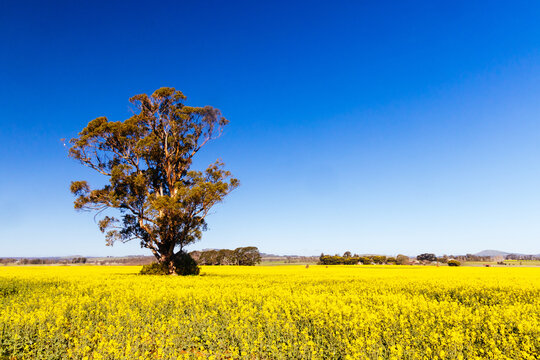Vibrant Yellow Canola Field Under Clear Blue Sky With Large Eucalyptus Tree and Distant Rolling Hills