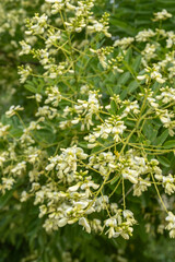 Fototapeta premium Sophora japonica Japanischer Schnurbaum Detail Blüte 