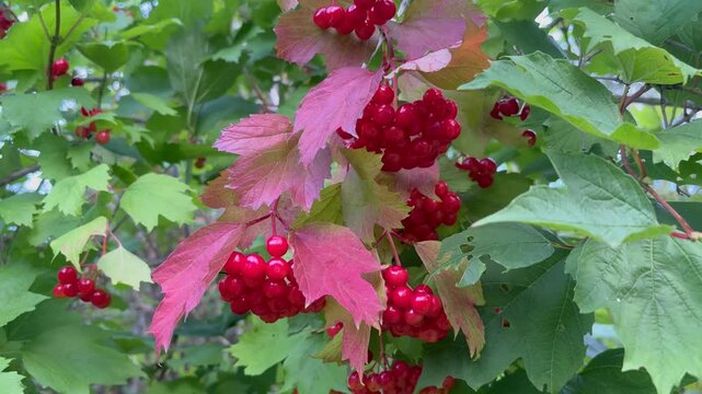 Ripe guelder rose berries close-up