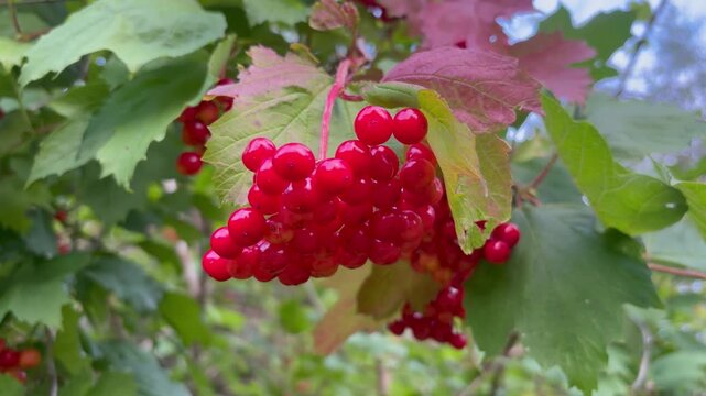 Ripe guelder rose berries close-up