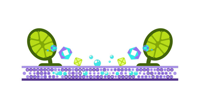 Cross-section vector of plant stomata showing photosynthesis and gas exchange mechanism.