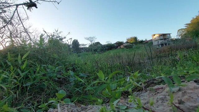 Natural wetland and vegetation near Praia do Rosa in Ibiraquera
