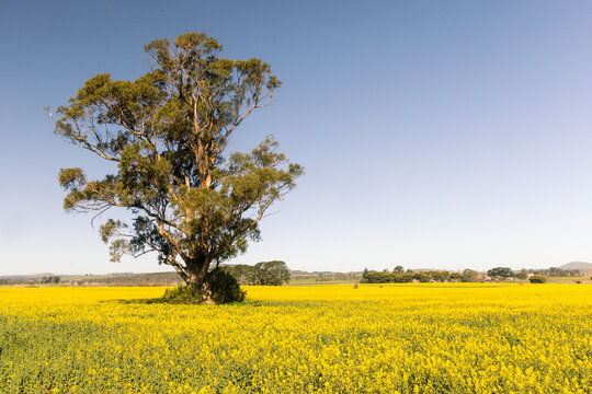 A solitary eucalypt tree in a flowering canola field under clear sky in Smeaton Victoria Australia