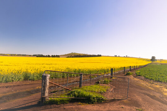 Vast yellow canola field under a clear blue sky in Creswick, Victoria, Australia