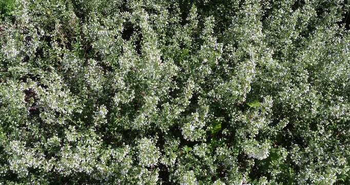 Clinopodium nepeta | Calament n&eacute;pita - Calament glanduleux - Calament &agrave; petites fleurs - Sariette calament Condiment &agrave; petites fleurs blanche tach&eacute;es de mauve,  au feuillage aromatique et mellif&egrave;re