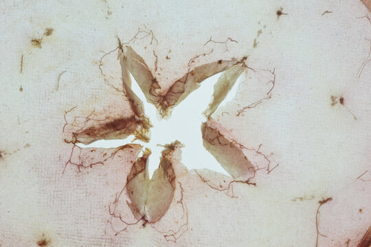Papyrus made from an apple slice