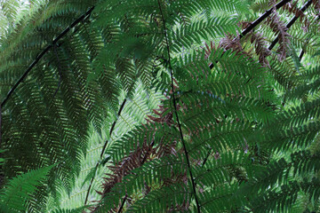 Lush fern fronds sway gently in natural light © WendlerCanning Photo