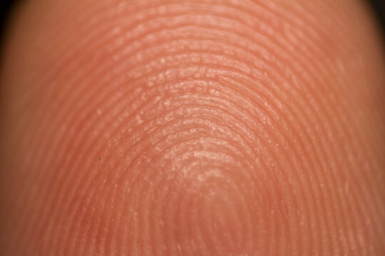 Extreme Close-up Macro View of Human Fingerprint Ridge Patterns for Biometric Identification and Security Scanning