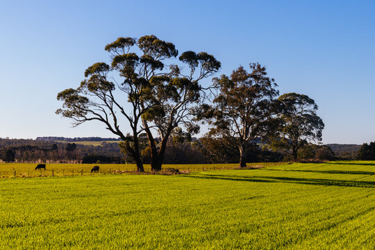 Lush green field with cattle grazing under large eucalyptus trees in Creswick, Victoria Australia