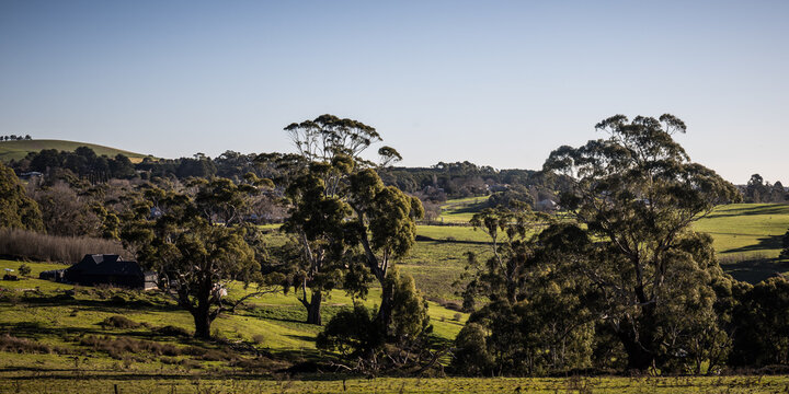 Rolling green hills with scattered eucalyptus trees and a distant house in Creswick Victoria Australia