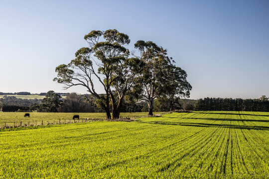 Rural Australian farmland with green crops and grazing cows under a clear blue sky near Creswick Victoria