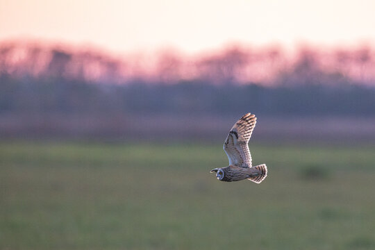 Sumpfohreule fliegt im Sonnenuntergang