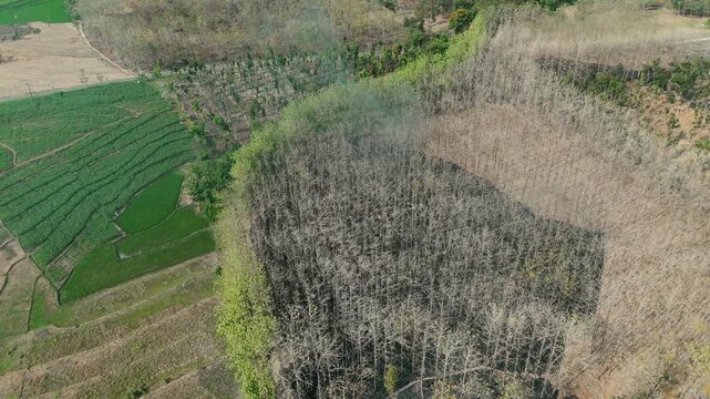 Aerial drone view of forest fire smoke rising from a burning patch in a dry teak woods next to lush green agricultural rice fields and a rural village.