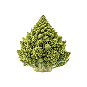 Fresh romanesco broccoli head with intricate spiral fractal patterns isolated on a transparent background
