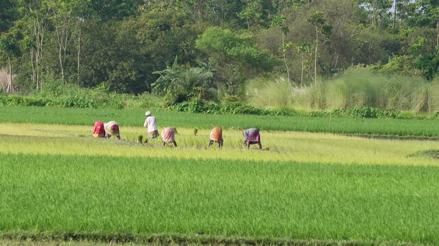 Rural farm workers planting rice crops